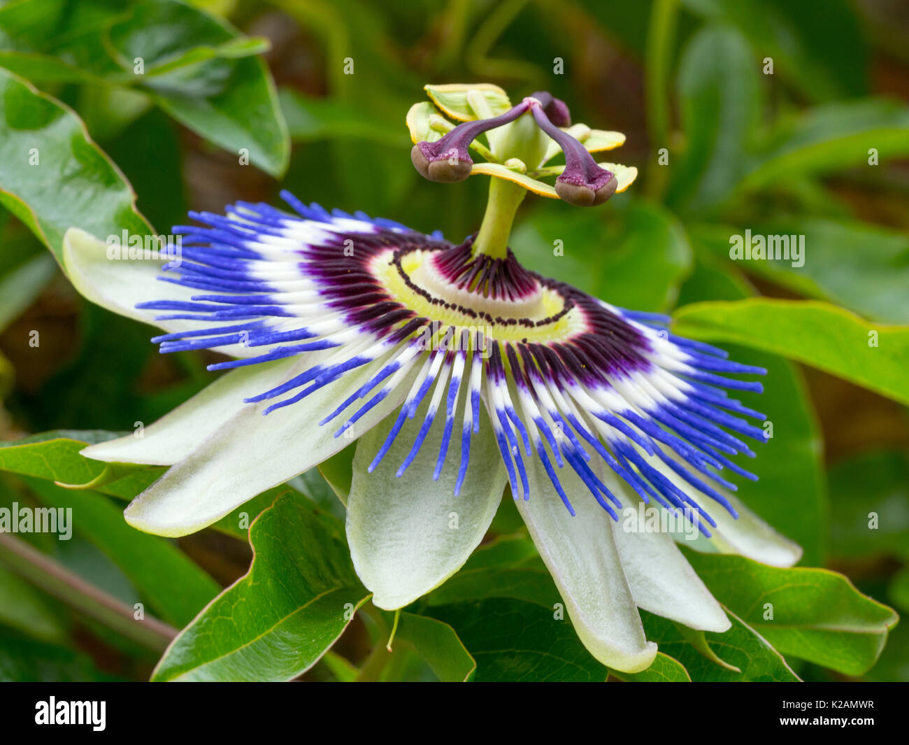 Blaue Passionsblume Passiflora caerulea Stockfoto