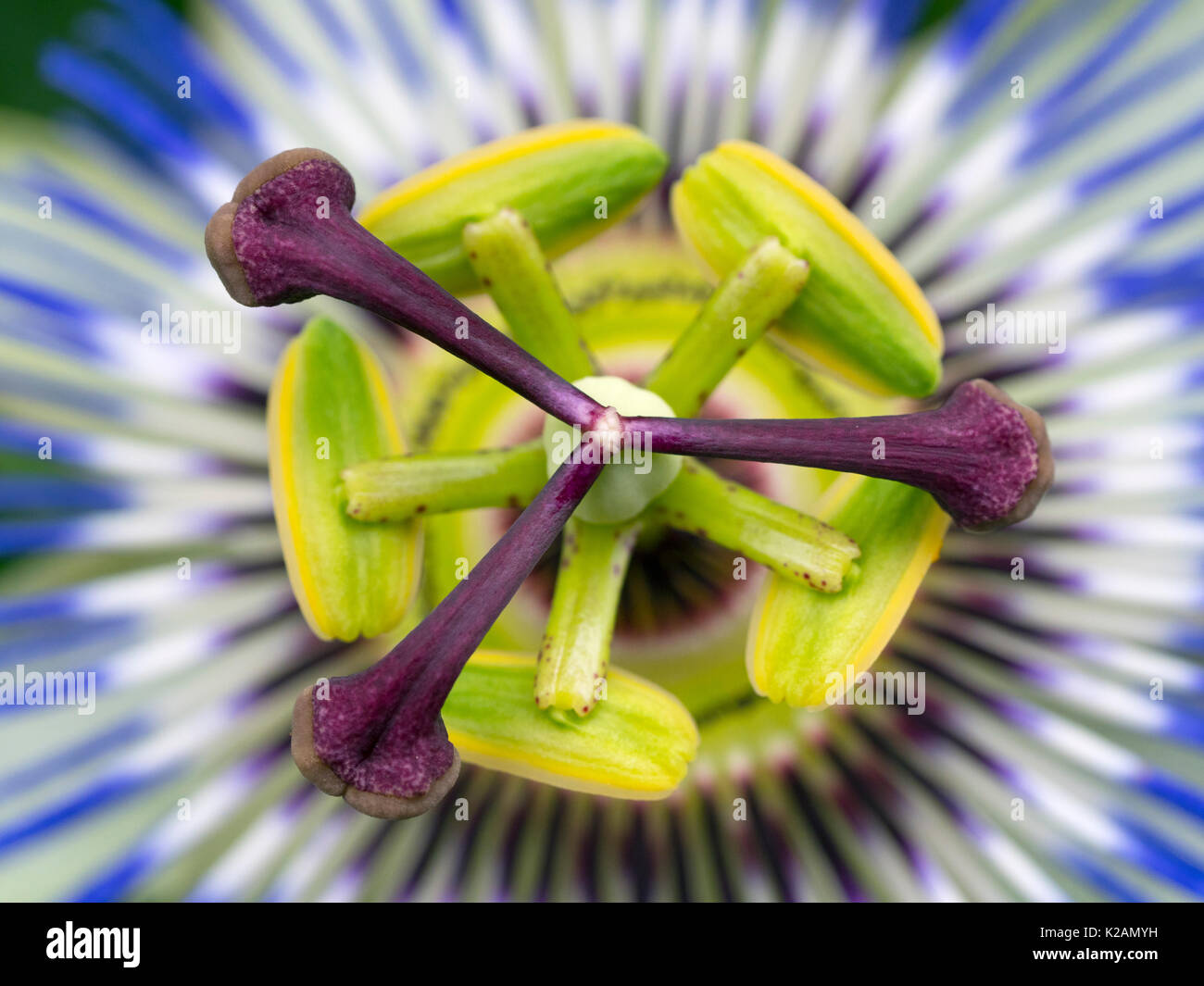 Blaue Passionsblume Passiflora caerulea Stockfoto