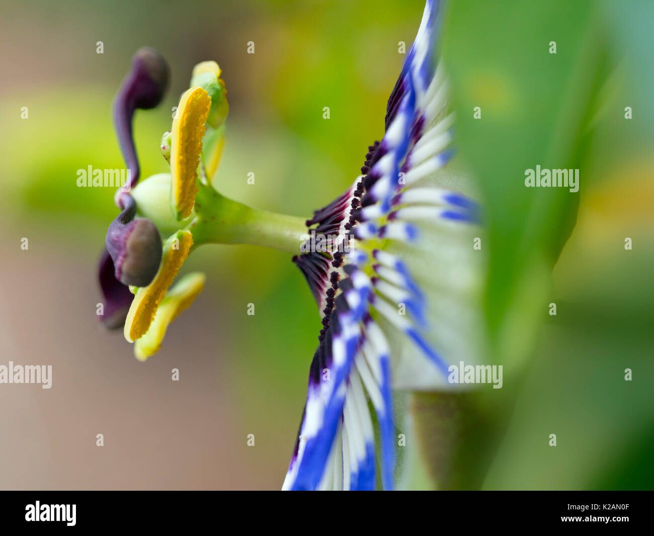 Blaue Passionsblume Passiflora caerulea Stockfoto