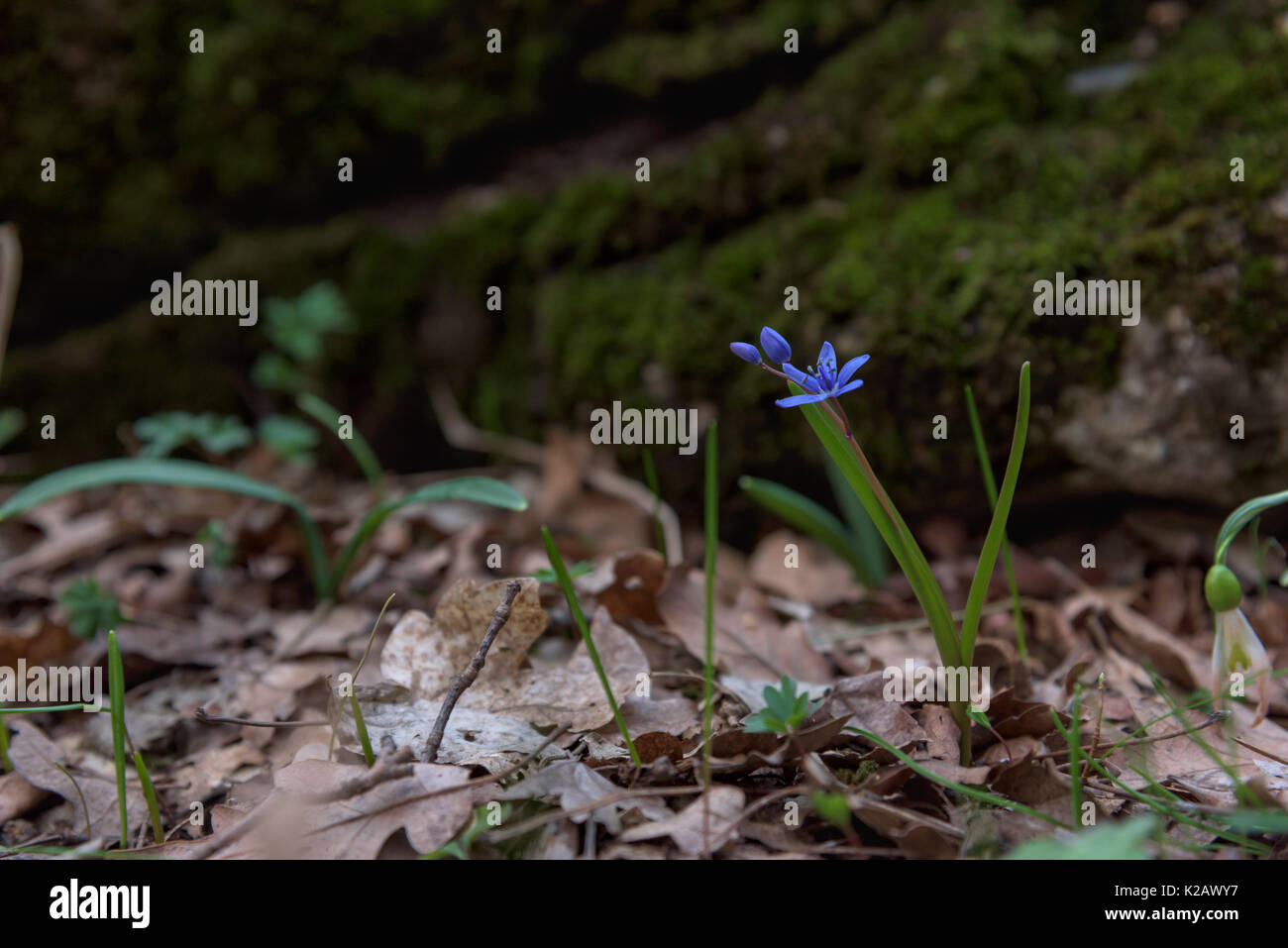 Corydalis pumila Blume Stockfoto