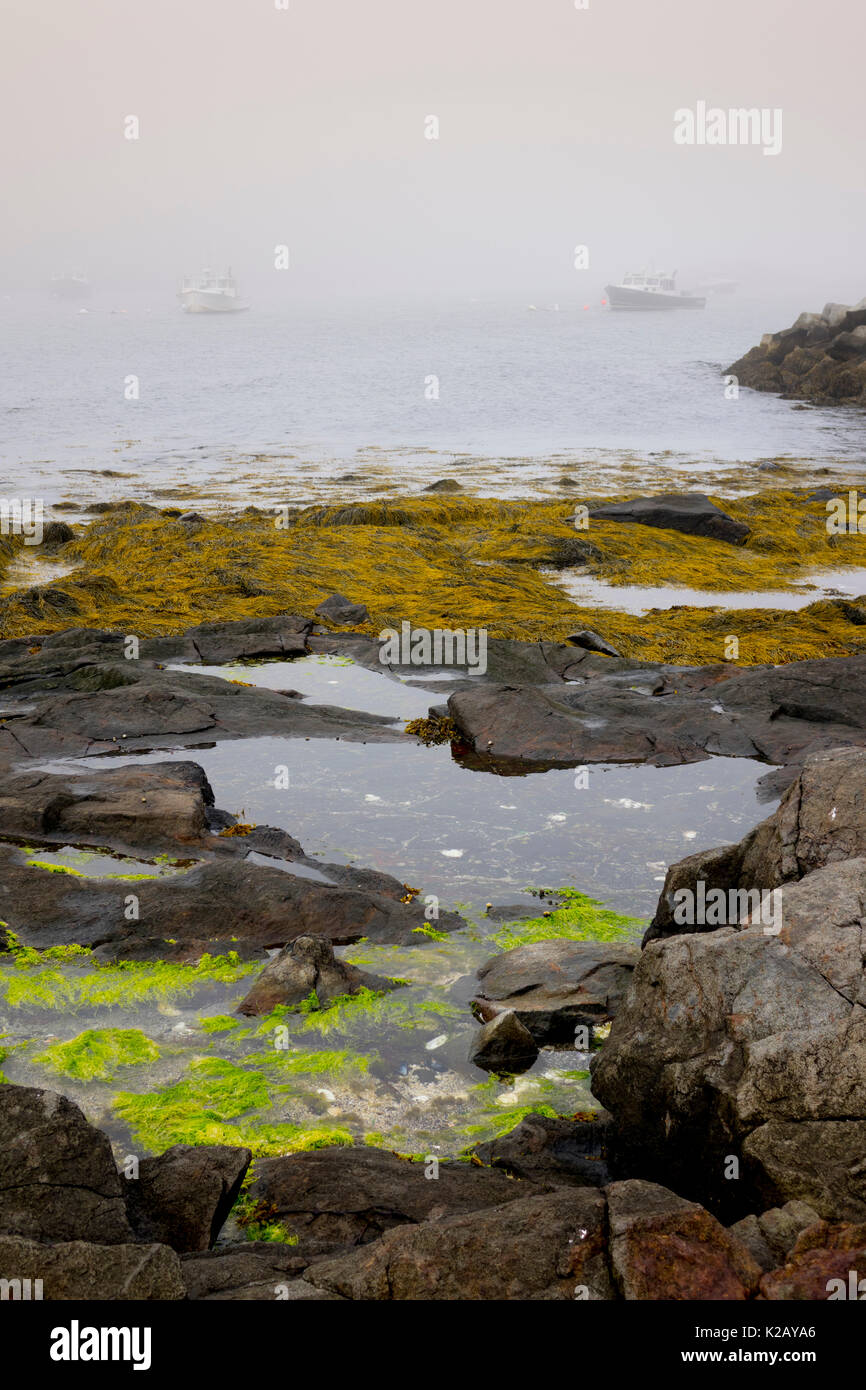 USA Maine ICH Monhegan Island Algen auf dem felsigen Ufer mit Hummer Boote im Nebel Stockfoto