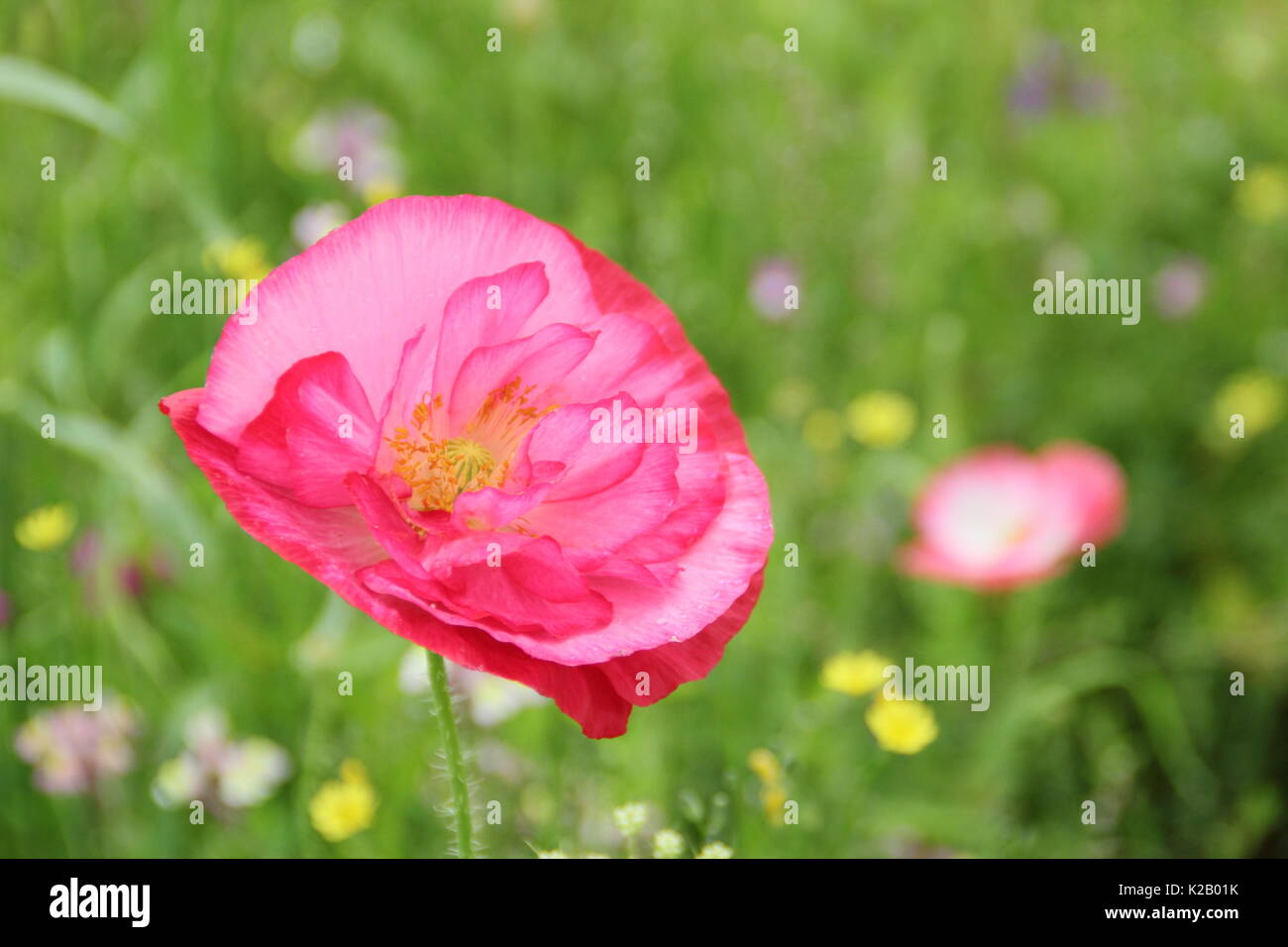 Doppel Shirley Mohn (Papaver rhoeas), ein robustes jährliches mit Pastellfarben und seidigen Blüten, Blütezeit, die in einer englischen bildliche Wiese an Mitte Sommer Stockfoto
