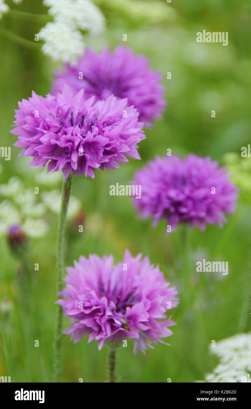 Lila kornblumen (Centaurea cyanus) und Bishop's Blume (Ammi majus) Jährliche bilden eine malerische Wiese in einem Englischen Garten in Mitte Sommer, Großbritannien Stockfoto