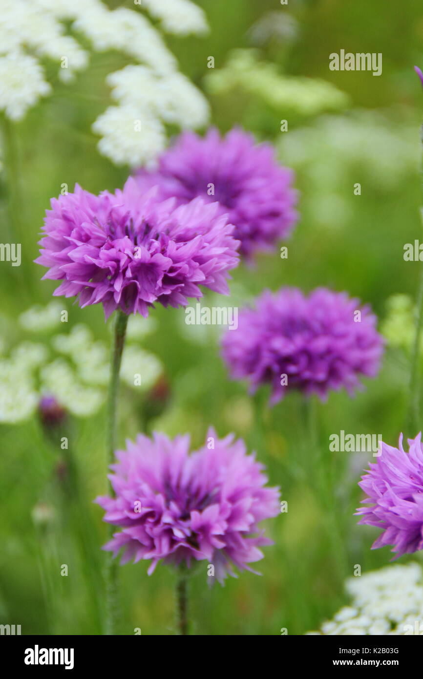 Lila kornblumen (Centaurea cyanus) und Bishop's Blume (Ammi majus) Jährliche bilden eine malerische Wiese in einem Englischen Garten in Mitte Sommer, Großbritannien Stockfoto