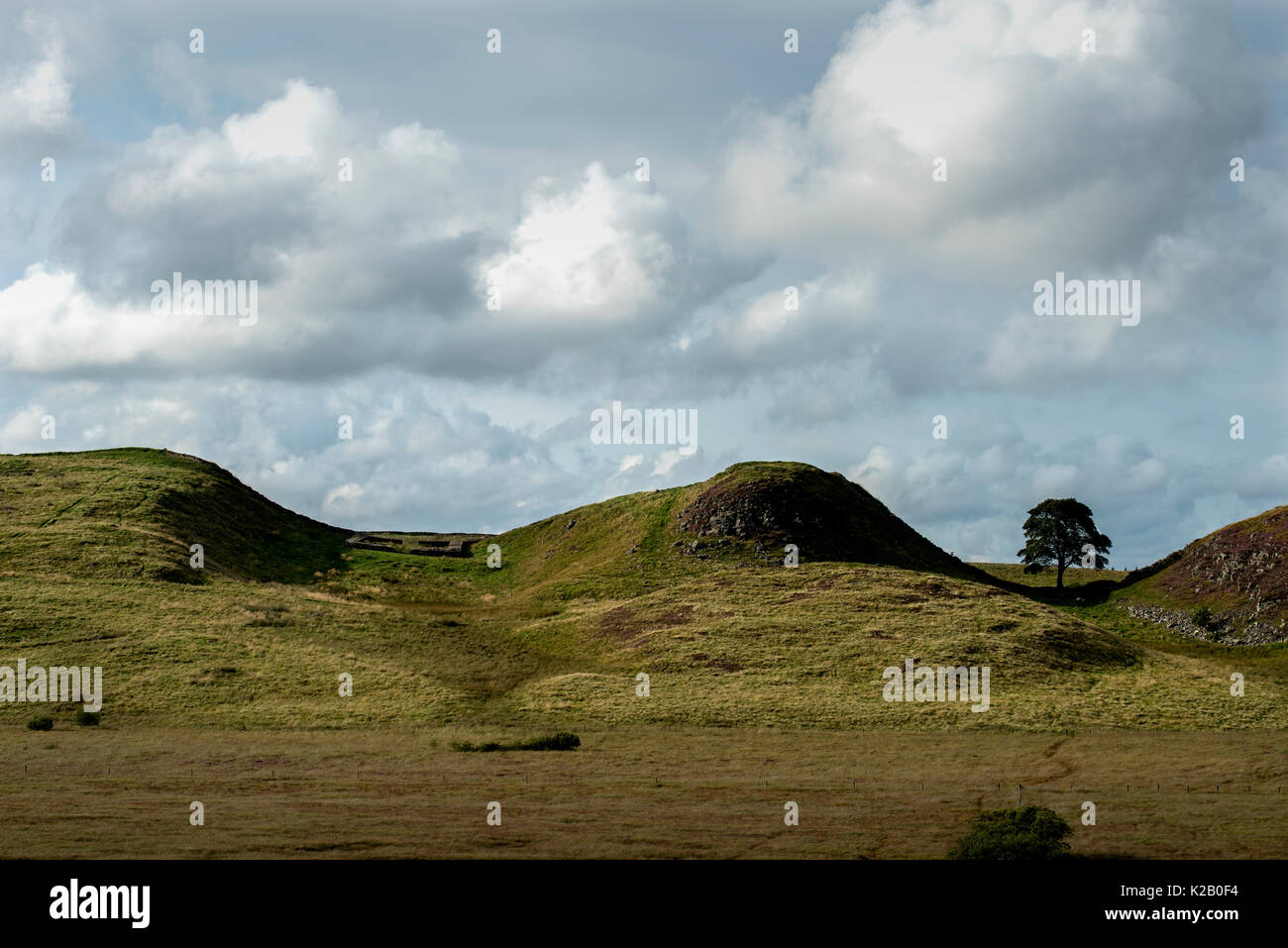 Hadrian's Wall, Northumberland, England. August 2017 Sycamore Gap. Wikipedia: Hadrian's Wall (Lat.: Vallum Aelium), auch der römischen Mauer, Pict genannt Stockfoto