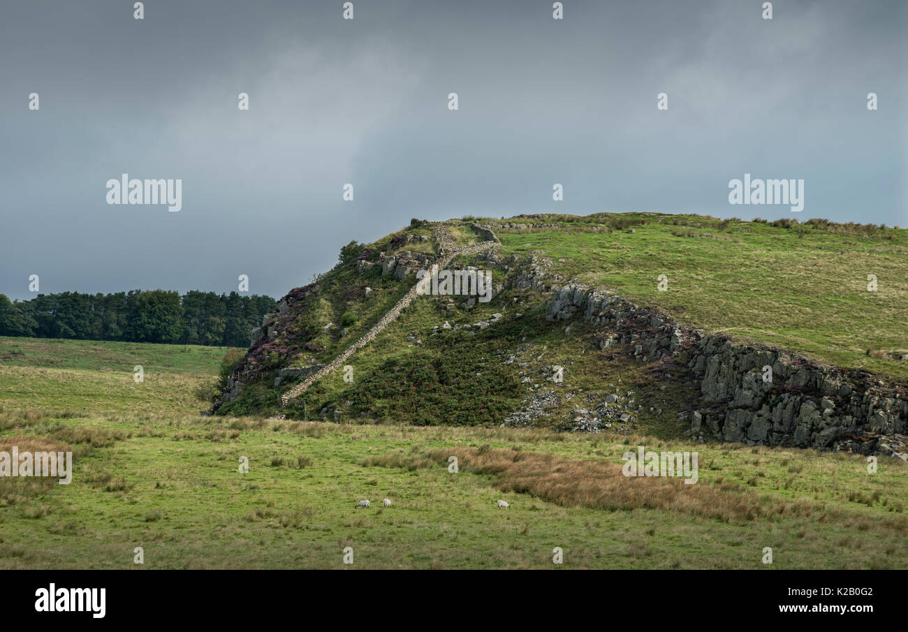 Hadrian's Wall, Northumberland, England. August 2017 auf der Suche nach Stahl Rigg und Schälen von Zweimal gebraut Grags Wikipedia: Hadrian's Wall (Lat.: Va Stockfoto