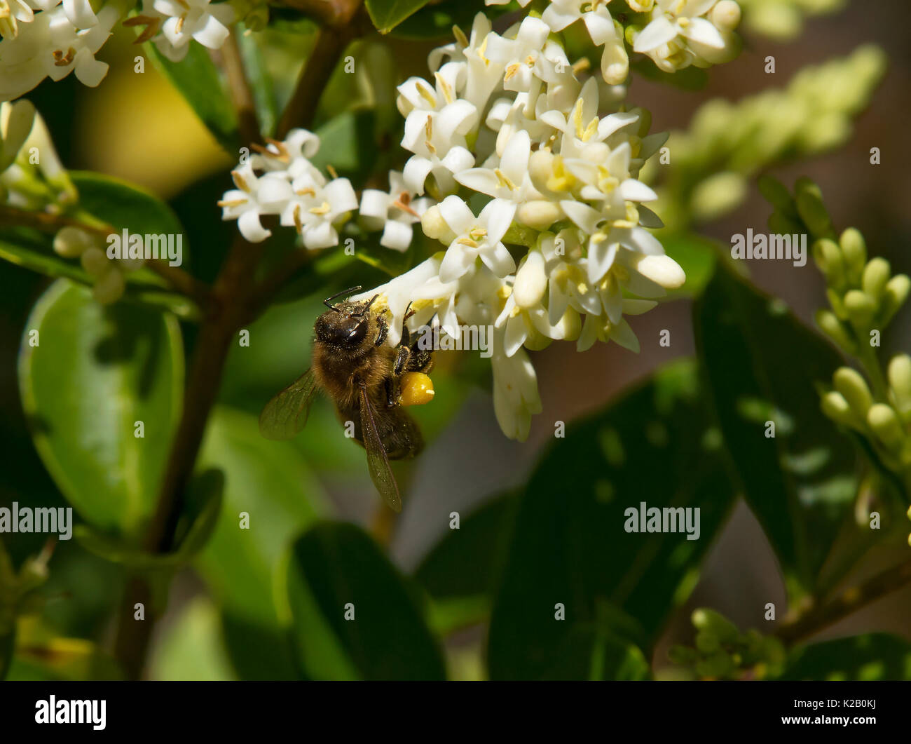 Europäische Honigbiene, Apis mellifera, Fütterung auf Liguster Blume mit voller Pollen sacs, Carmarthenshire, Wales Stockfoto