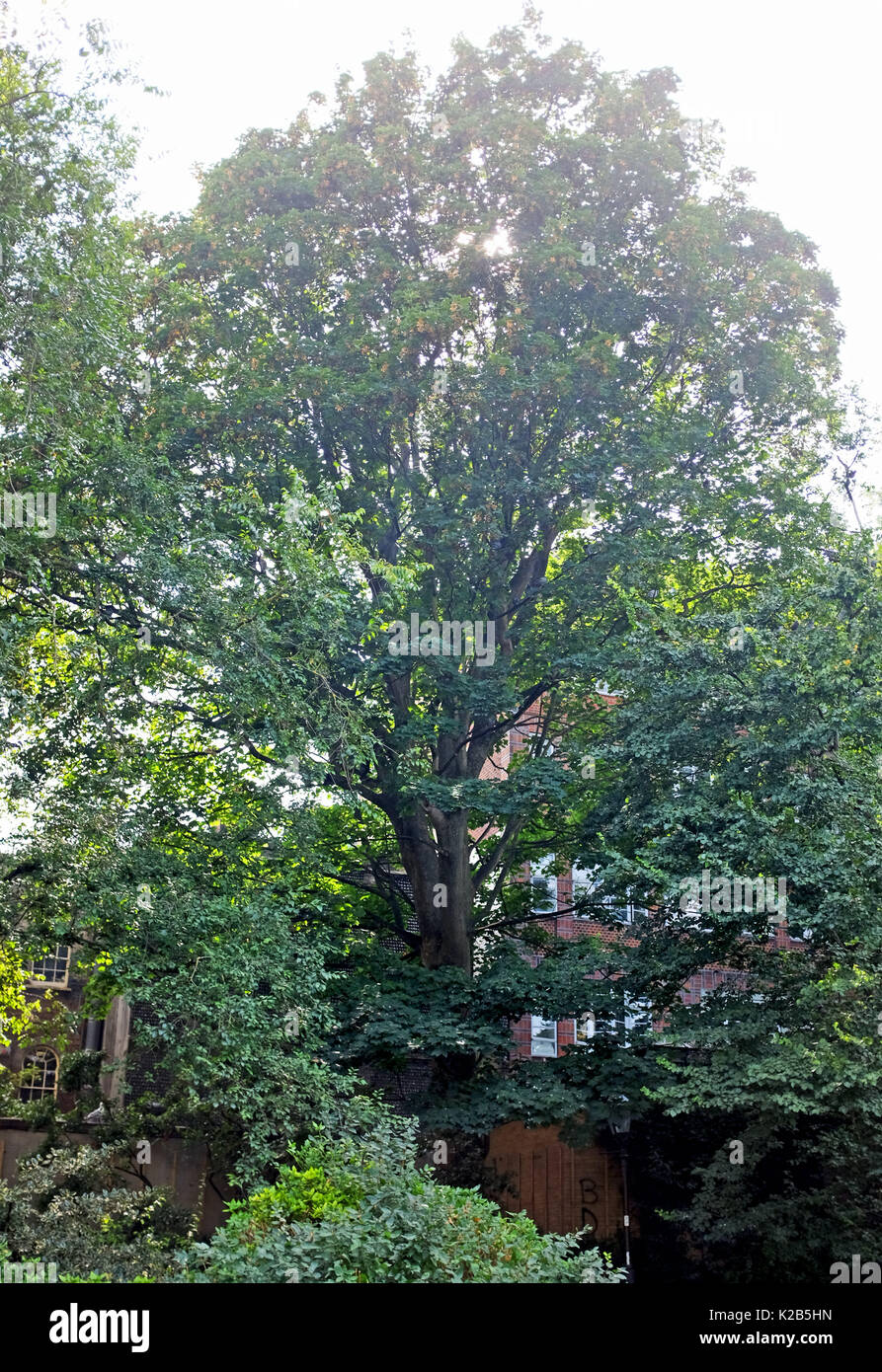 Der älteste Baum (fast 240 Jahre) im Royal Pavilion Gardens, die Englische Ulme in der Nähe von öffentlichen Toiletten befindet, hat Ulmensterben Krankheit Stockfoto
