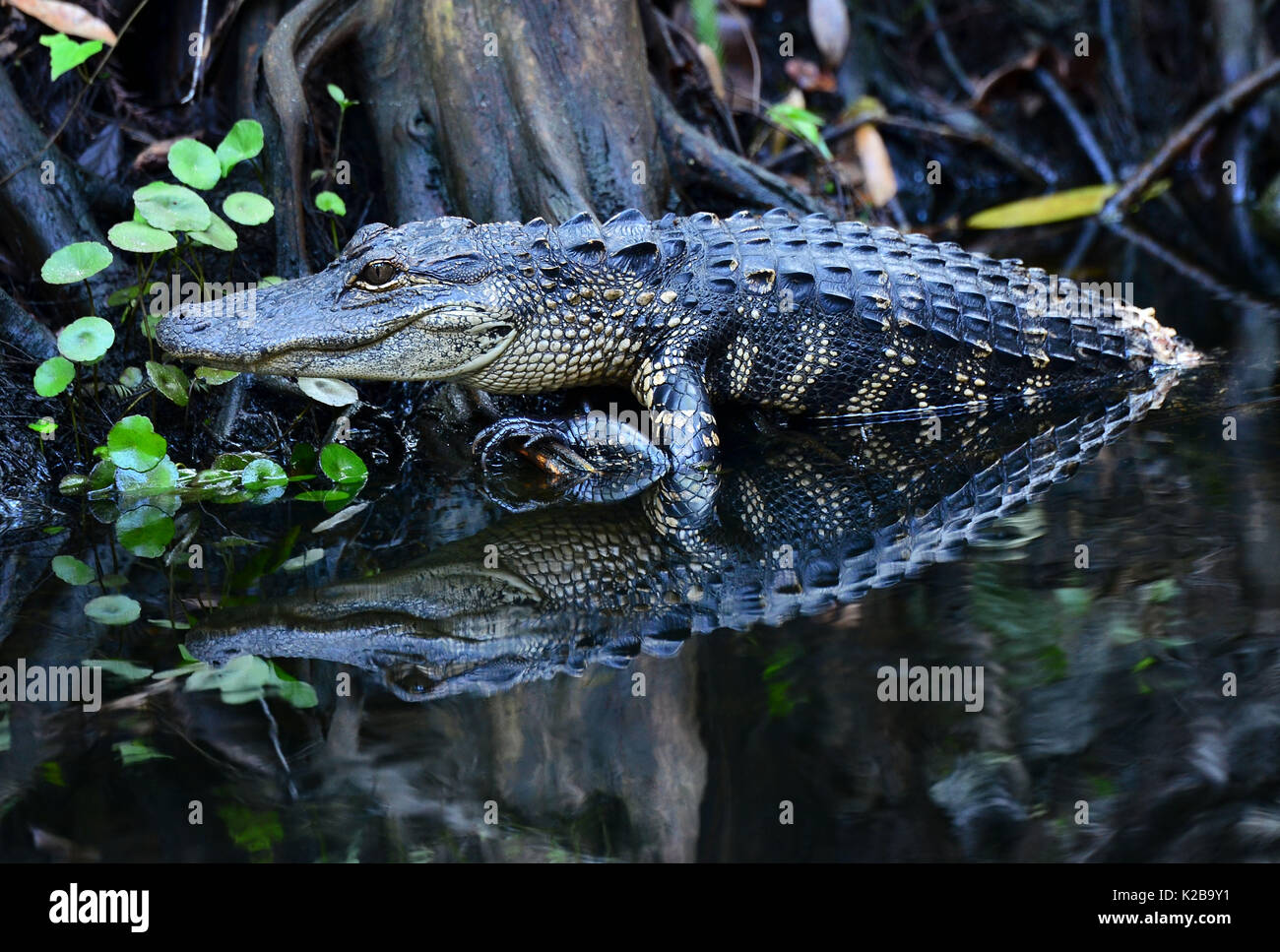 American alligator Südwesten Florida Stockfoto