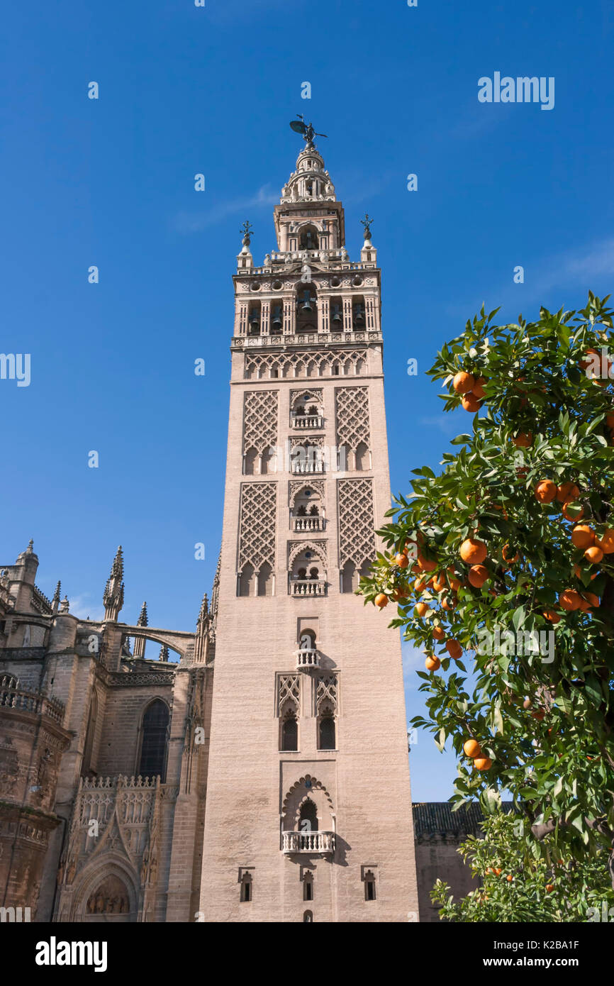 Sevilla, Spanien. Die Giralda. Dieser Glockenturm der Kathedrale von Sevilla ist ein UNESCO-Weltkulturerbe. Stockfoto