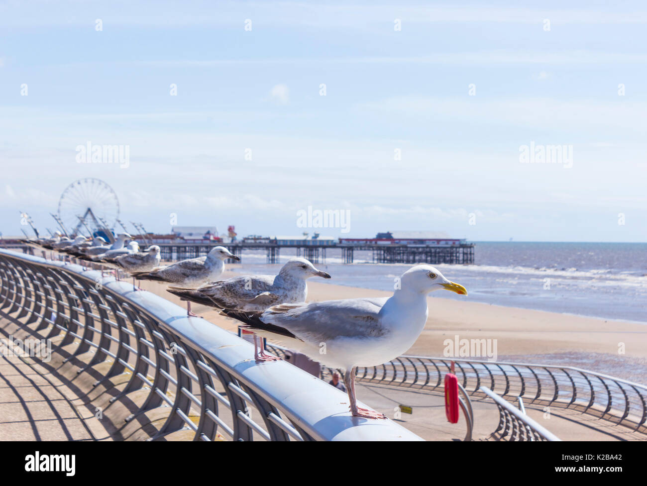 Blackpool, Fylde Coast, Lancashire, England. Reihe von Möwen auf einem Geländer thront mit Meerblick. Stockfoto