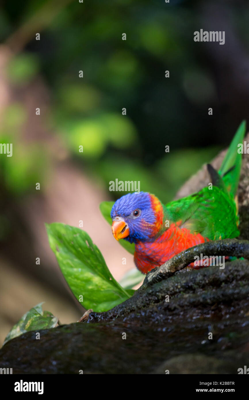 Rainbow Lorikeet Sitzen auf Baumstamm im Dschungel, Australien Stockfoto