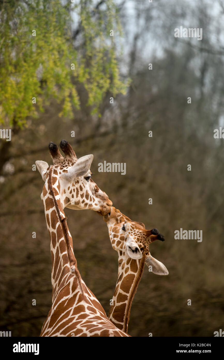 Mutter und Baby Giraffe Küssen, selektiver Fokus, Afrika Stockfoto