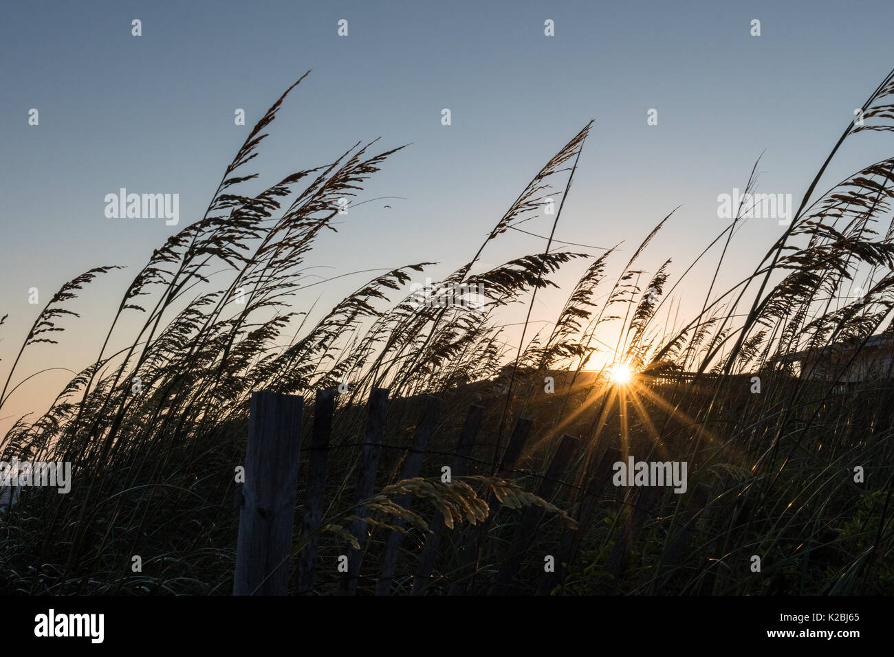 Sun Setting/über Dünen in Sea Oats - Sun Bersten in Sun Star setzt oder erhebt sich über Dünen Silhouette gegen Orange n Blue abgedeckt Steigende Stockfoto