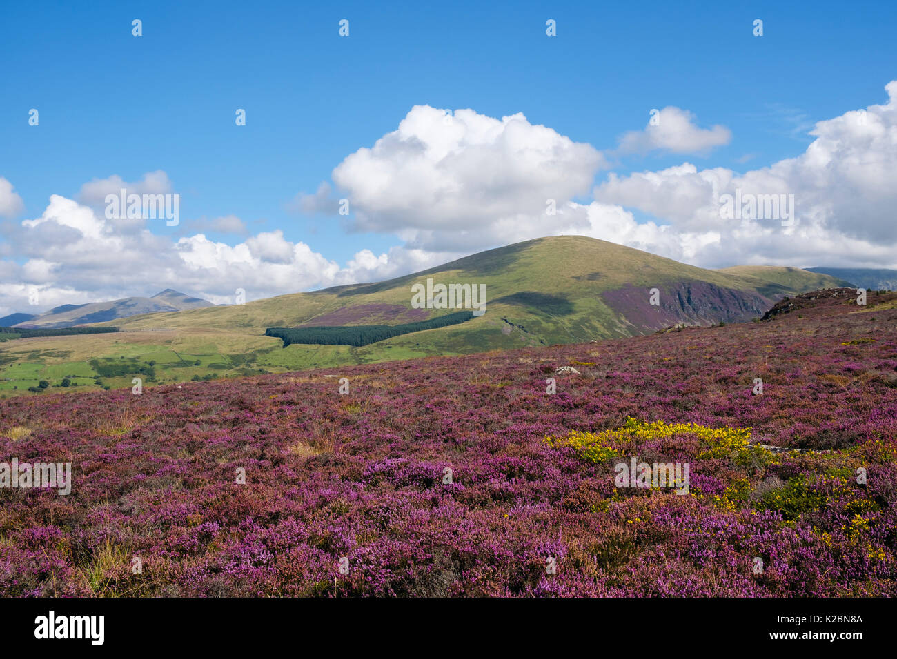 Moel Smytho Hang in blühenden Heidekraut und Ginster im Spätsommer abgedeckt. Moel Elio in Snowdonia darüber hinaus. Waunfawr, Caernarfon, Gwynedd, Wales, Großbritannien Stockfoto