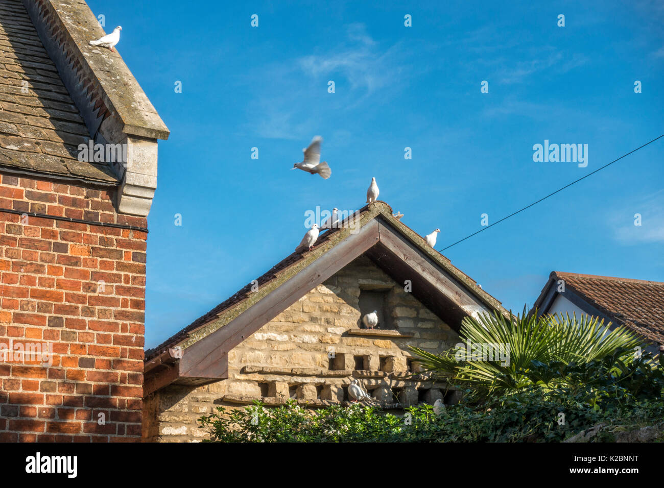 Weiße Brieftauben versammelt in und um ein kleines Gebäude aus Stein, mit roosting Bohrungen, vor blauem Himmel im Langtoft, Lincolnshire, England, UK. Stockfoto