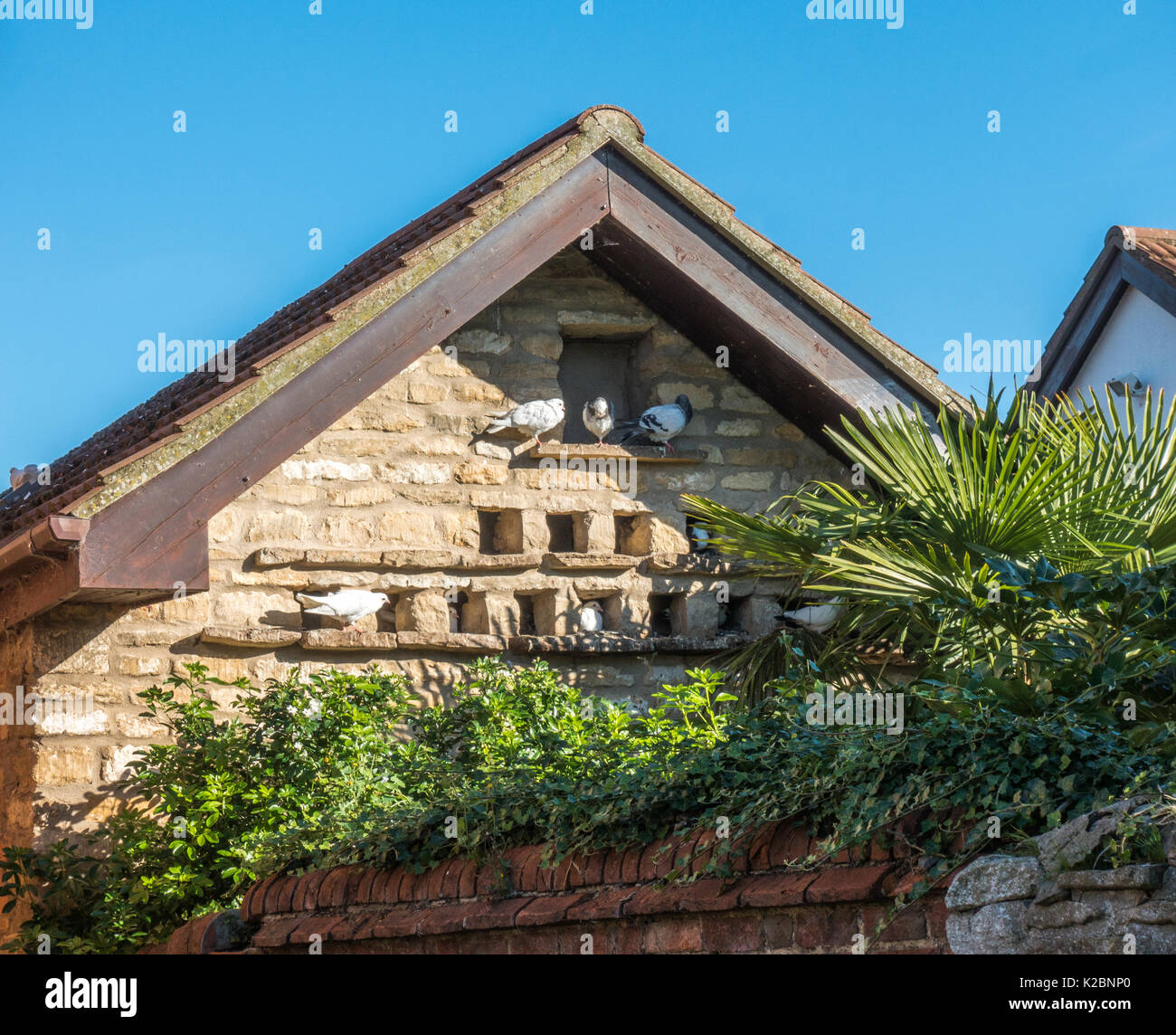 Brieftauben in ihren sonnenbeschienenen thront roosting Löcher in ein kleines Gebäude aus Stein, vor blauem Himmel im Langtoft, Lincolnshire, England, UK. Stockfoto