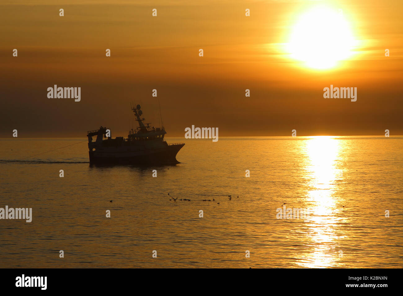 Fischereifahrzeug" Harvester" bei Sonnenaufgang Schleppnetzfischerei, Nordsee, September 2015. Eigentum veröffentlicht. Stockfoto