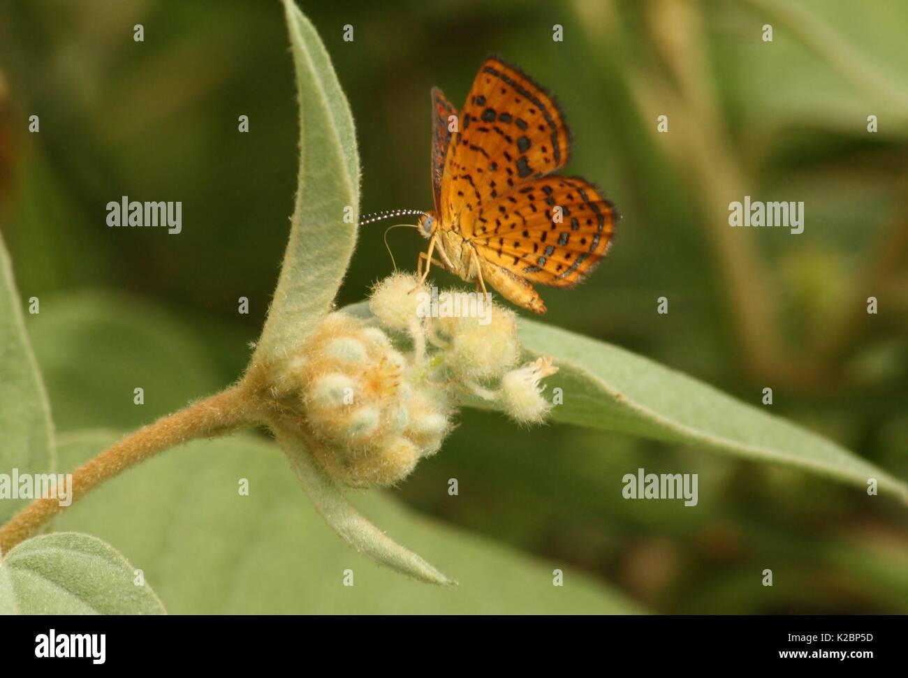 Fuzzy Gelbe Motte Stockfotos und bilder Kaufen Alamy