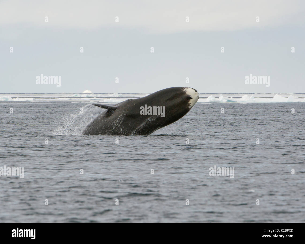 Bowhead whale (Balaena mysticetus) Verletzung, Kanada, Arktischen Ozean. Stockfoto