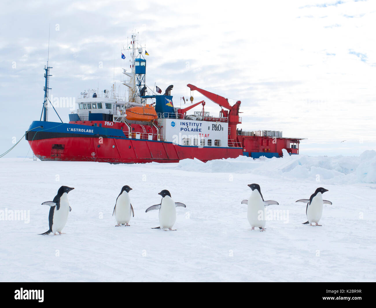 Adelie penguin (Pygoscelis adeliae) auf Eis vor der Französischen Eisbrecher 'L'Astrolabe' am Rande des schnellen ice Dumont d'Urville Station, Antarktis festgemacht. Dezember 2014. Alle nicht-redaktionelle Verwendungen muß einzeln beendet werden. Stockfoto