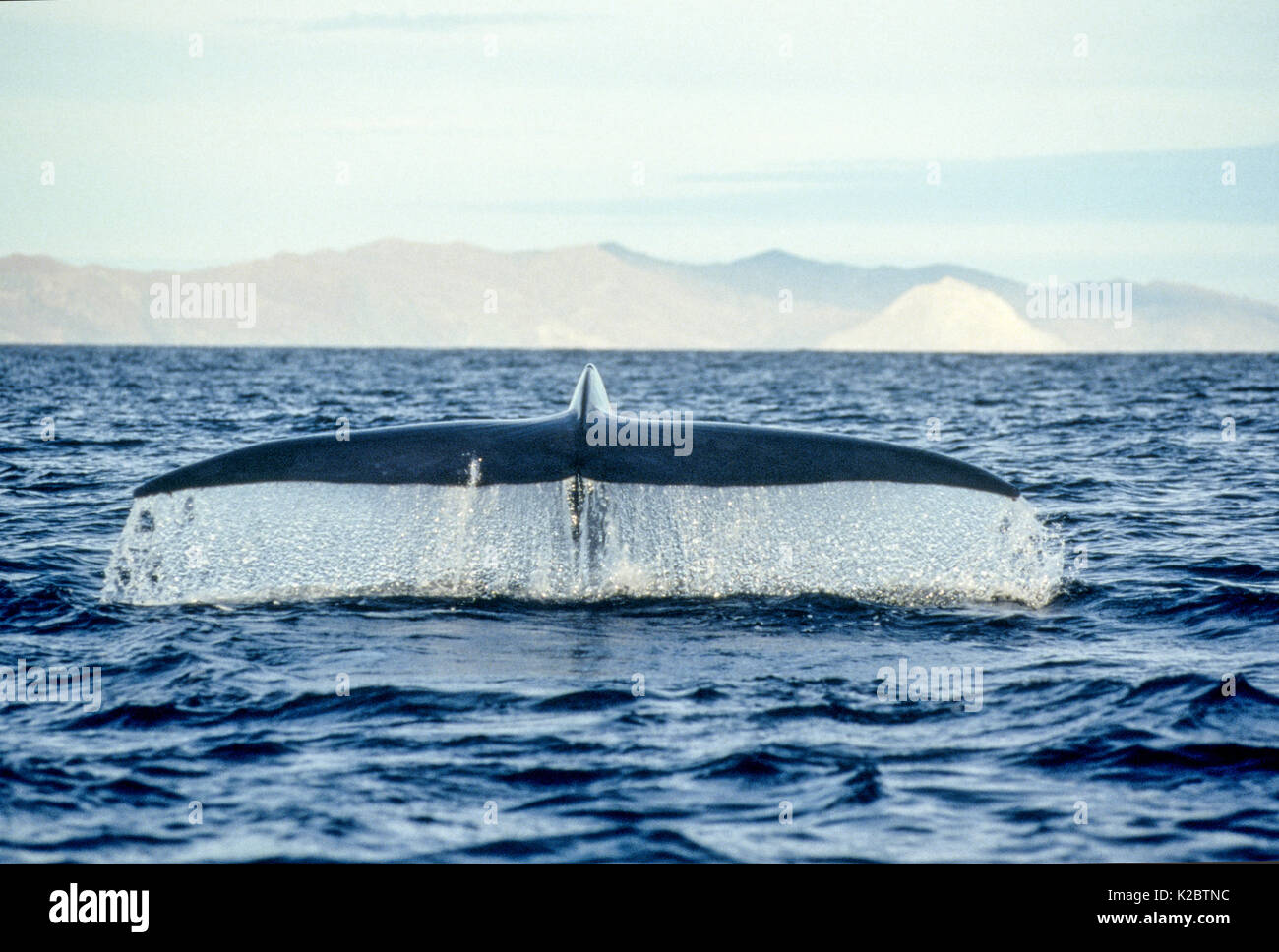 Blauwal (Balaenoptera musculus) Tauchen mit Fluke über dem Wasser, Baja California, Mexiko, östlichen Pazifischen Ozean, August. Sequenz Stockfoto