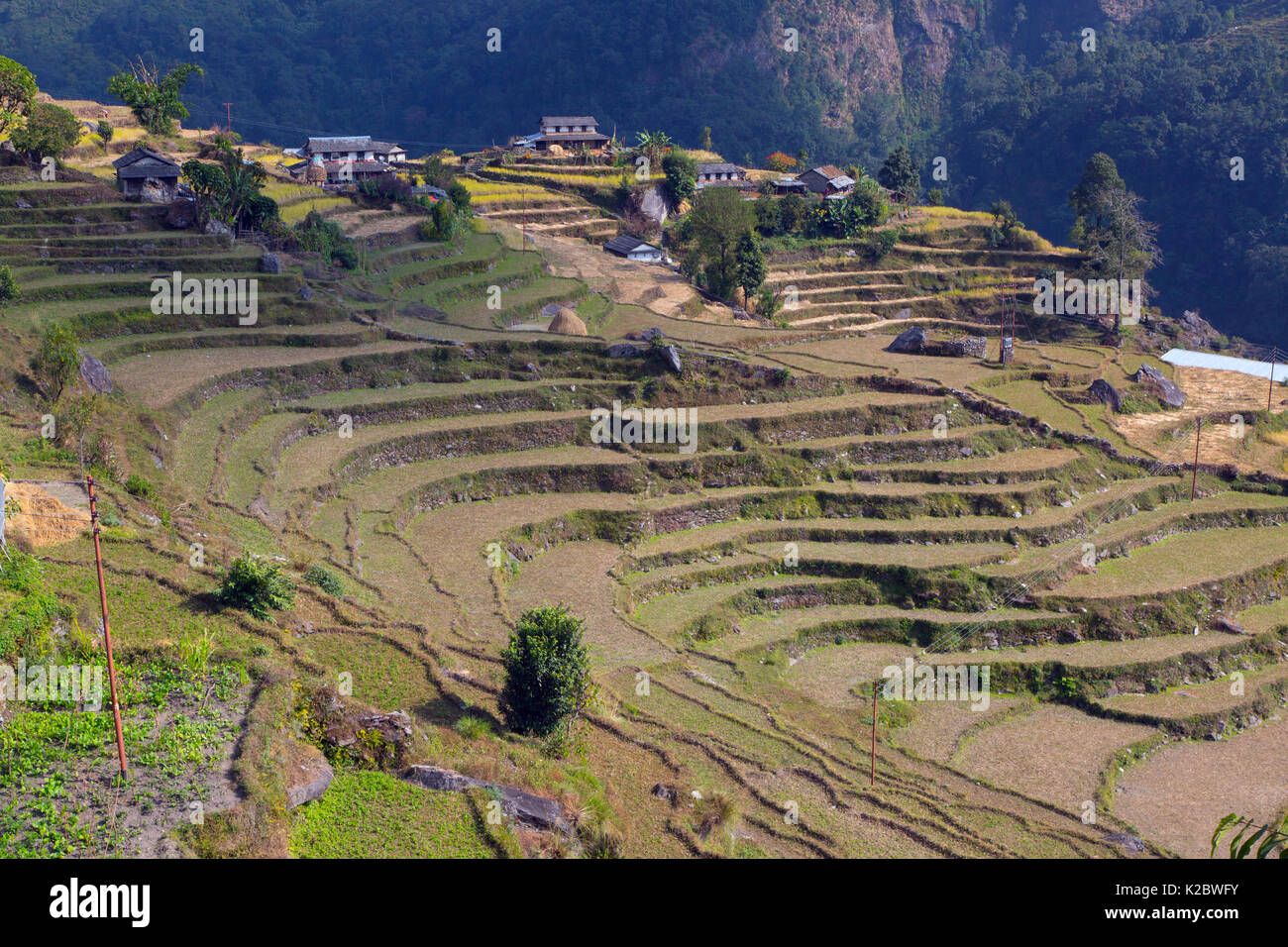 Terrasse Landwirtschaft, in der Nähe der Berg Dorf Ghandruk. Modi Khola Tal, Himalaya, Nepal. November 2014. Stockfoto