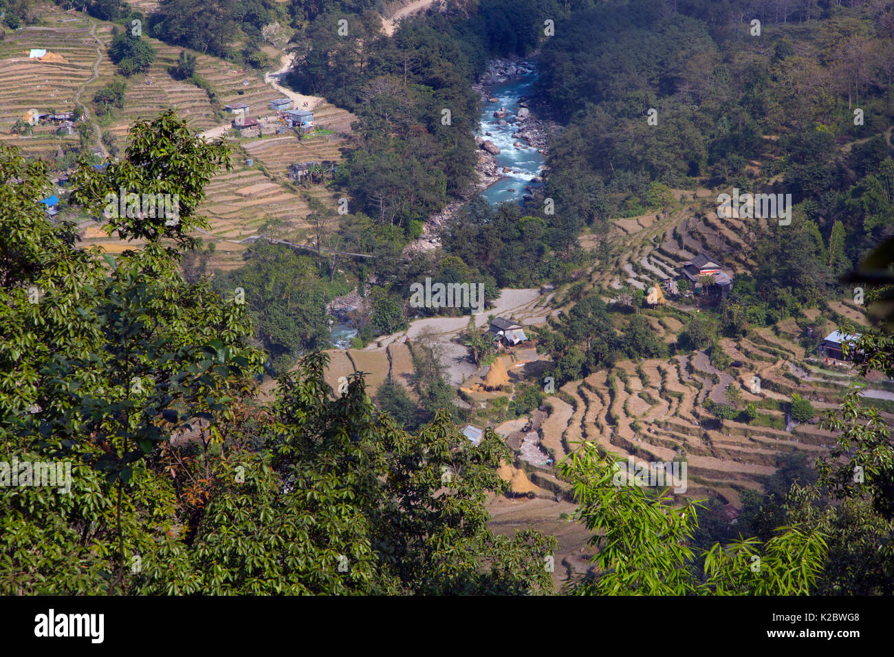 Stroh trocknen auf Hill Terrassen, Ghandruk, Modi Khola Tal, Himalaya, Nepal. November 2014. Stockfoto