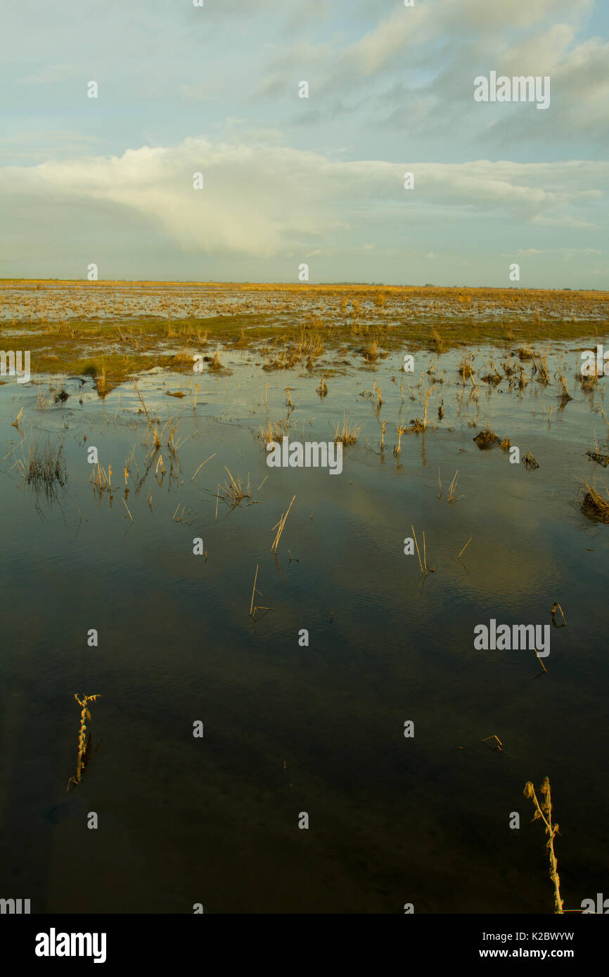 Steart Sümpfe Naturschutzgebiet, landwirtschaftliche Flächen in Wetland Reserve, Somerset, Großbritannien, Februar 2015 umgewandelt. Stockfoto