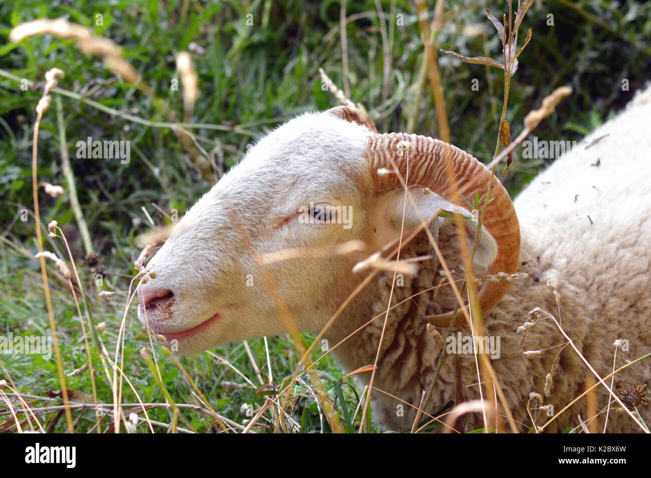 Weiß Woodland Schafe, eine seltene Hill Rasse konfrontiert. In Hyde Park London gebracht. Stockfoto