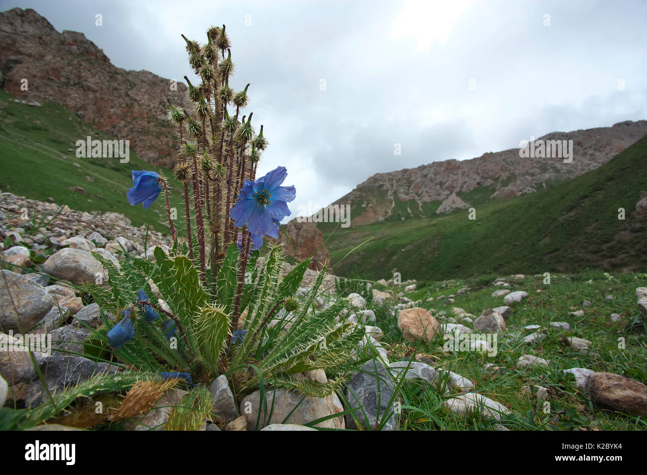 Stachelige Blue Poppy (Meconopsis horridula) Shiqu Serxu, Grafschaft, Provinz Sichuan, Qinghai Plateau, China. August. Stockfoto