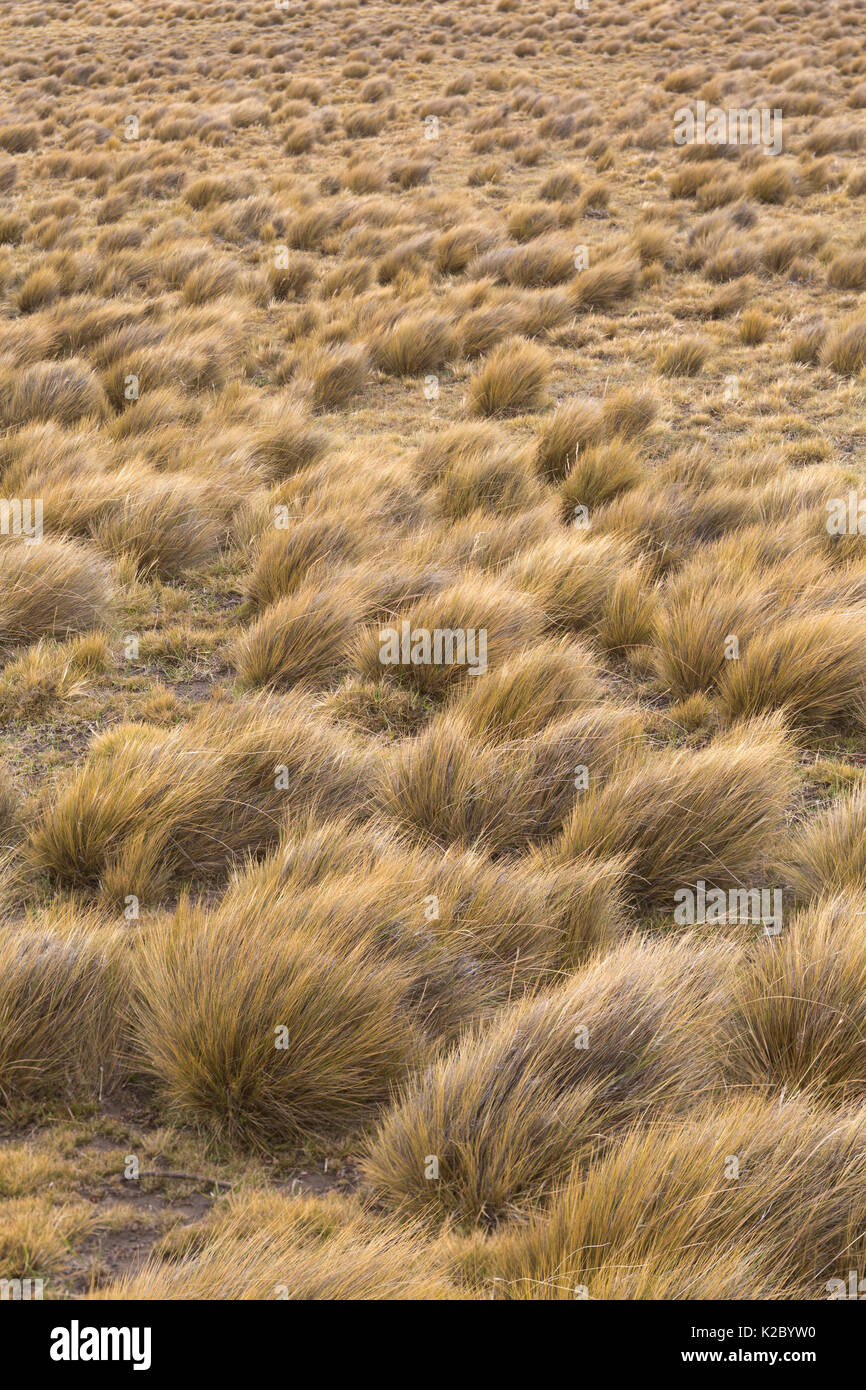 Pampas Landschaft mit tussocks von Gras, Patagonien, Chile. Stockfoto