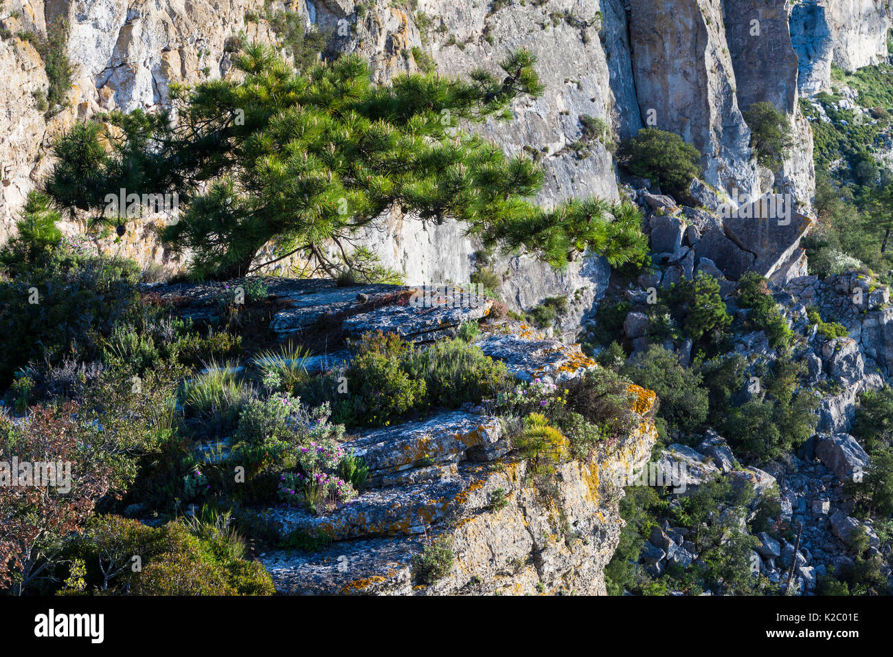 Europäische schwarze Kiefer (Pinus nigra) auf Felsen wachsen, Pradell-La Argentera Mountain Range Bereich der natürlichen Interesse, Tarragona, Katalonien, Spanien, Mai 2013. Stockfoto