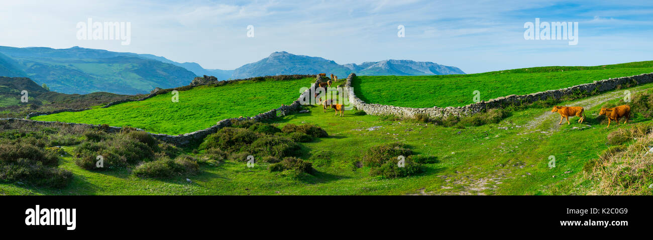 Inländische Rinder Landschaft mit alten Steinmauern, Naturpark Collados del Ason, Kantabrien, Spanien, Europa Stockfoto