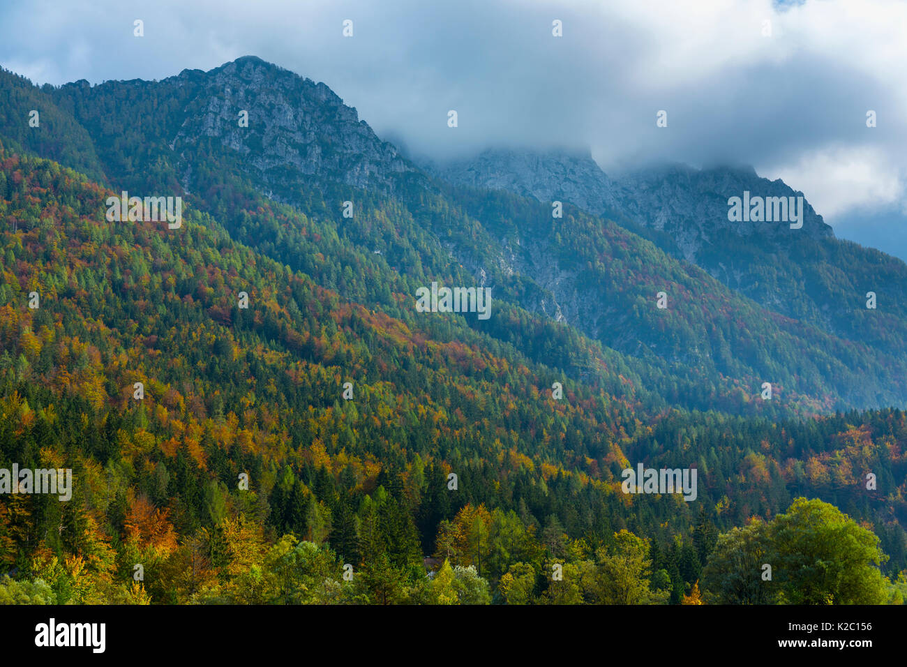 Die herbstlichen Wald in Kranjska Gora, Jesenice, Julische Alpen, Slowenien, Oktober 2014. Stockfoto