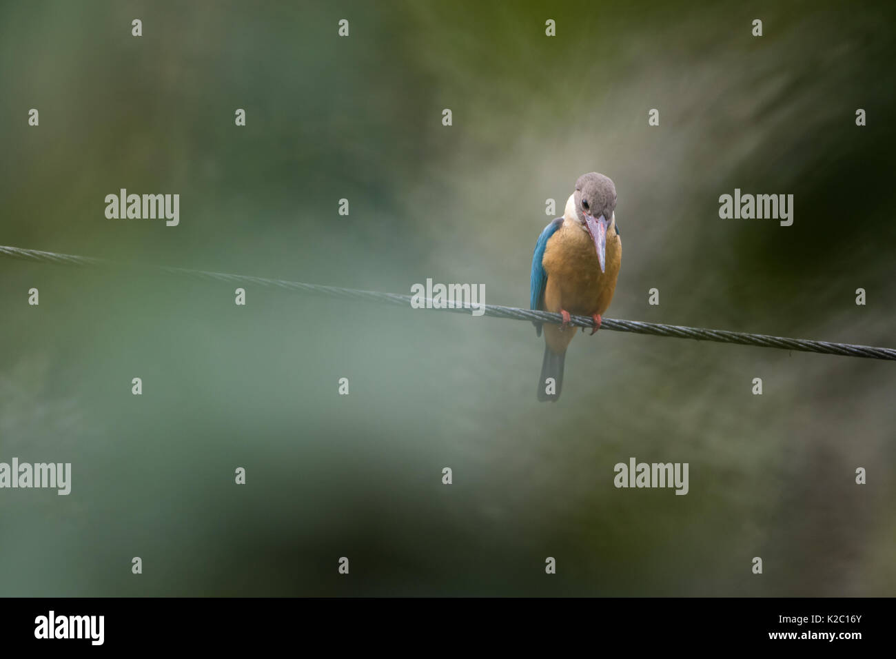 Der Storch billed Kingfisher (Pelargopsis capensis) auf den Draht im Kaziranga National Park, Assam, Indien Stockfoto