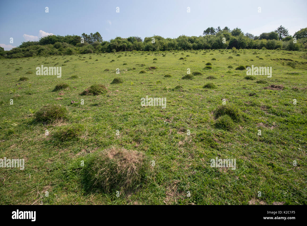 Ameisenhaufen im Grünland, Park Gate nach unten Naturschutzgebiet, Kent, England, UK, Juni. Stockfoto