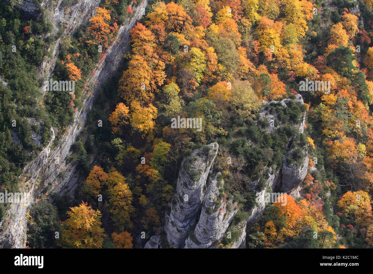 Blick in die Schlucht des Verdon/Gorges du Verdon, mit Bäume im Herbst, Verdon Natural Regional Park, Alpes de Haute Provence, Provence, Frankreich, Oktober 2011. Stockfoto