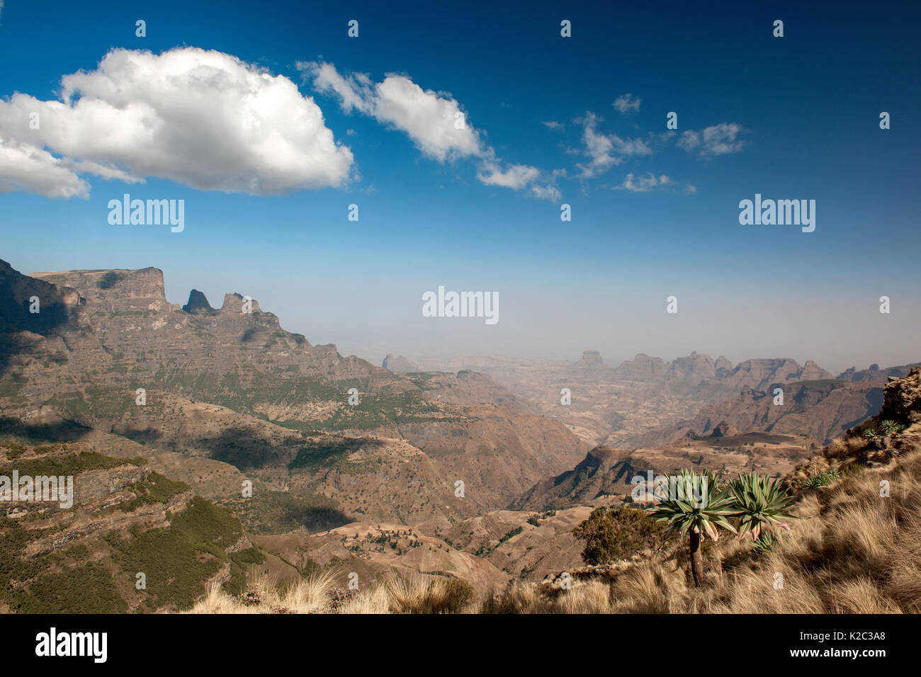 Weiten Blick auf Simien Mountains National Park einschließlich der Riese lobelia (Lobelia rhynchopetalum) Semien Gondar Zone, Amhara Region, Äthiopien, Marc 2009.. Endemisch. Stockfoto