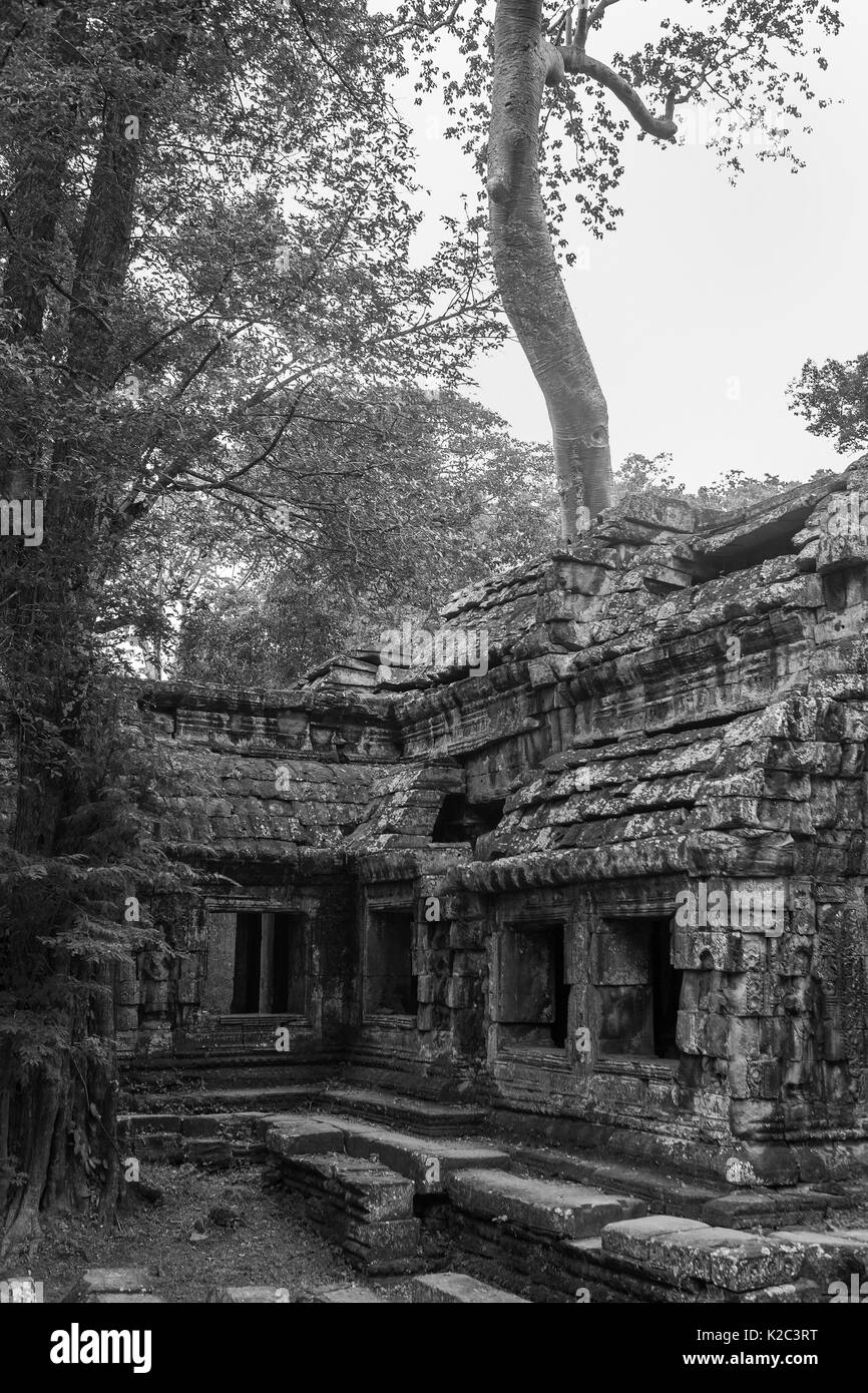 Teil des Ostens vor dem Tempel von Ta Prohm, Angkor, Siem Reap, Kambodscha: Schwarz und Weiss Stockfoto