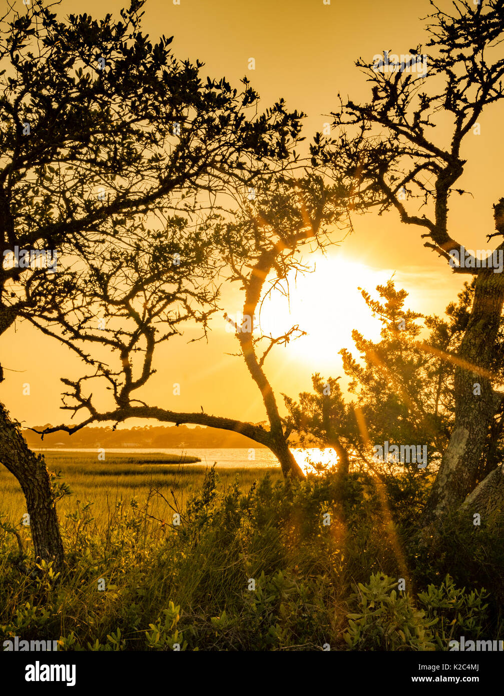 Junge südlichen Phaseneichen silhouetted gegen die untergehende Sonne auf Bogue Sound bei NC Outer Banks Emerald Isle. Gelb, Braun, Grün Sonne auf Wider Wasser Stockfoto