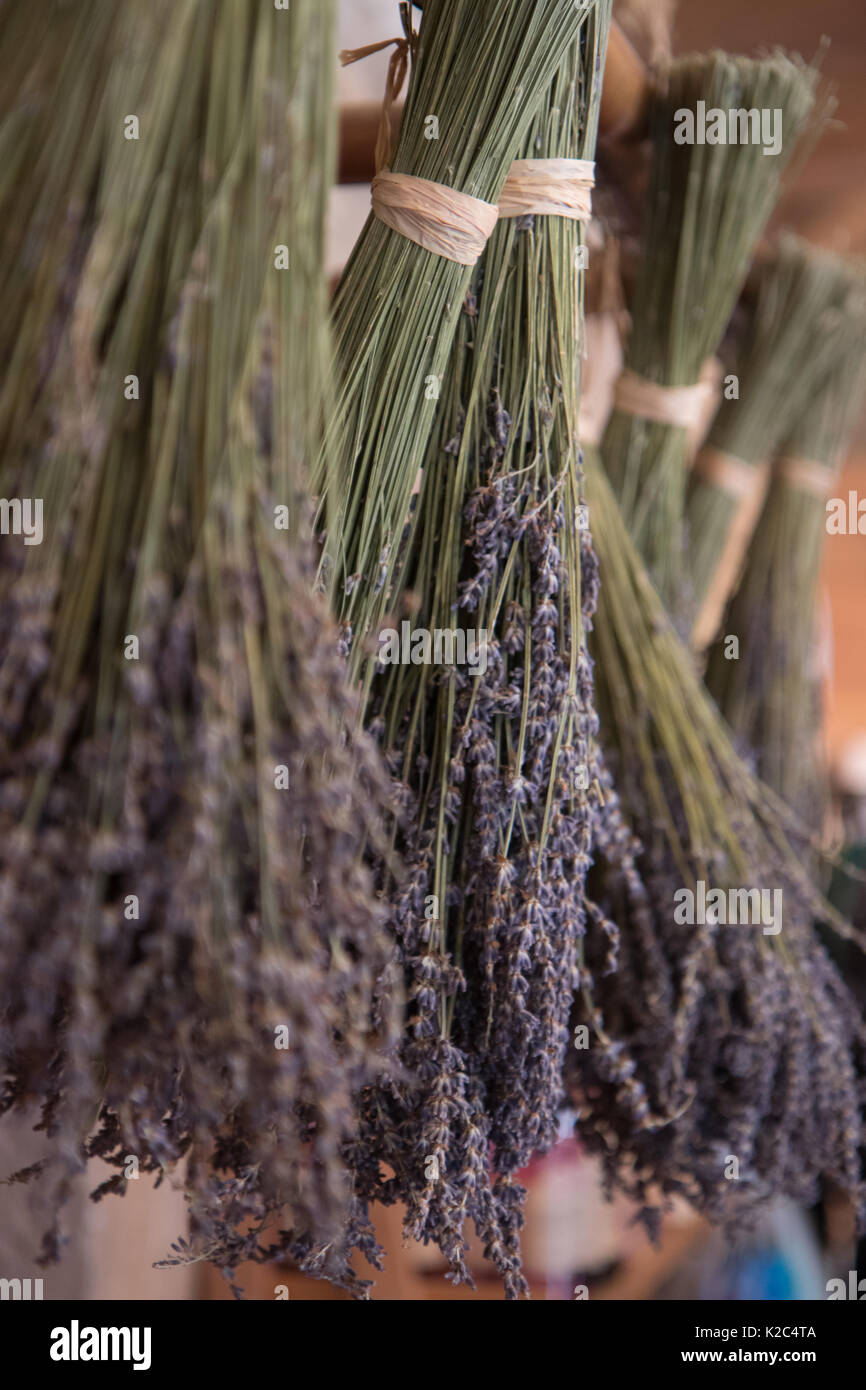 Getrocknete Trauben von Lavendel hängen an String. Stockfoto