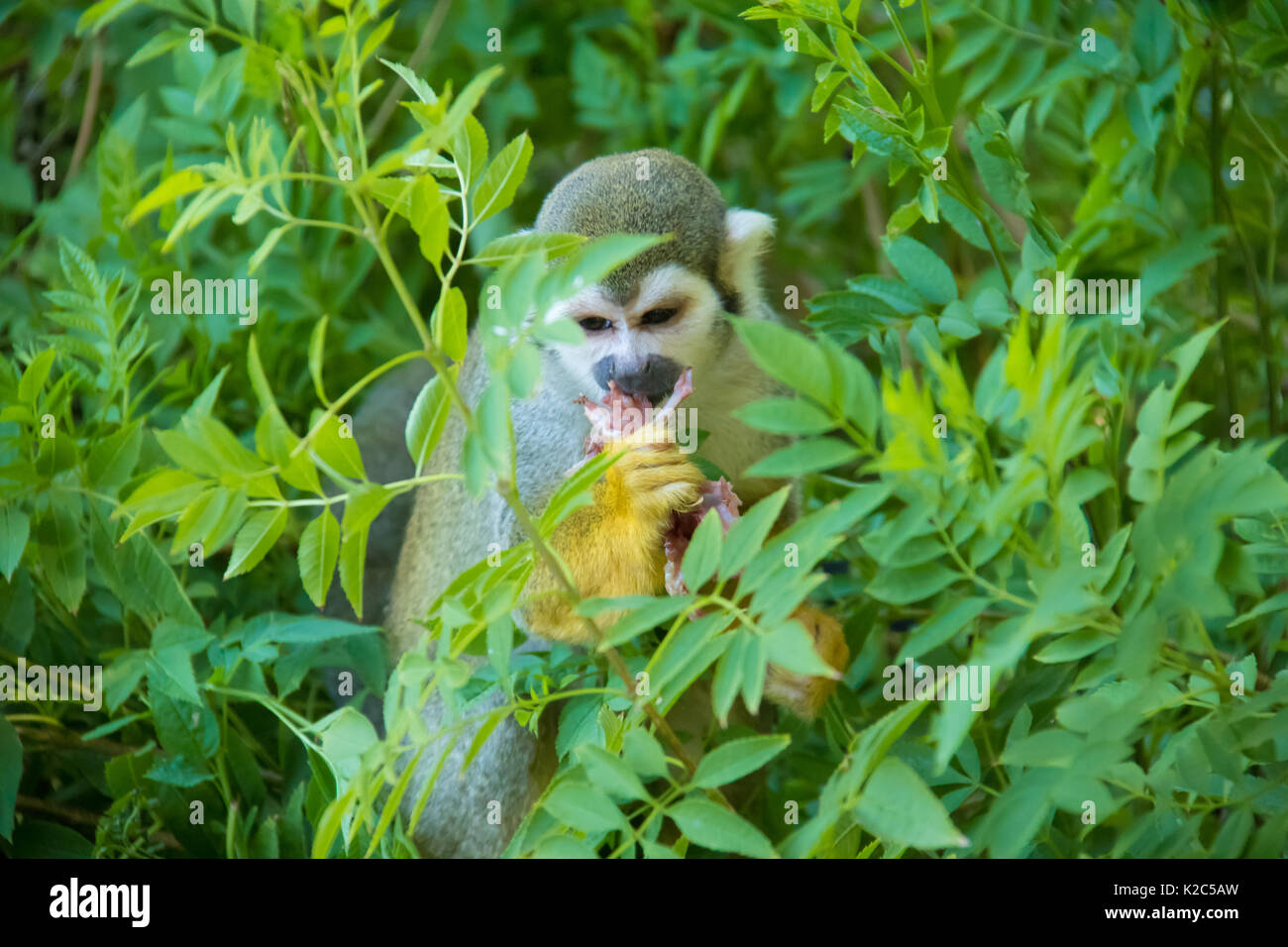 Squirrel Monkey Sitzen in einem Busch einen Bissen von der frischen getötet Taube in der Hand Stockfoto