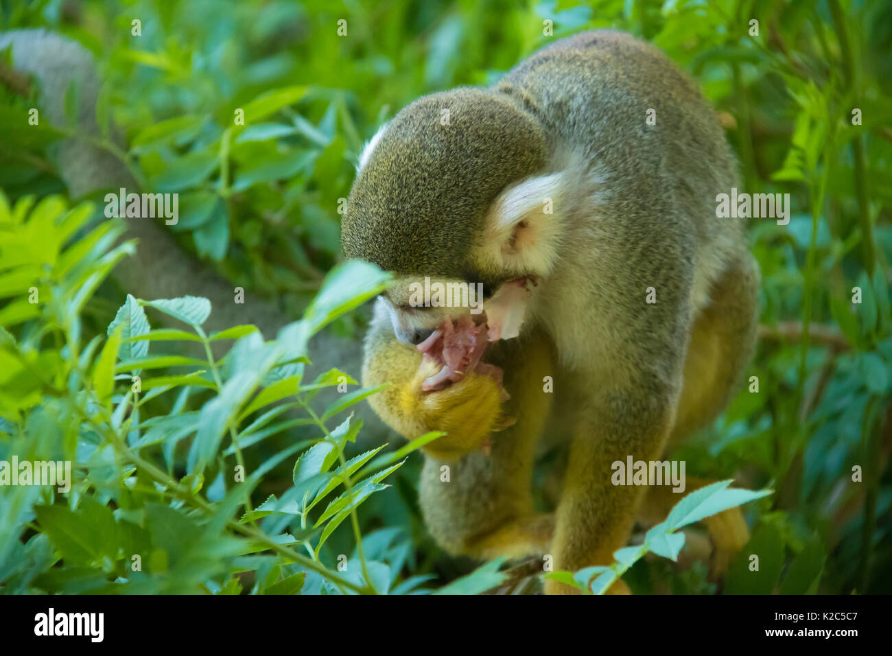 Squirrel Monkey Sitzen in einem Busch genießen Ihre Mahlzeit mit frischen getötet Taube Stockfoto