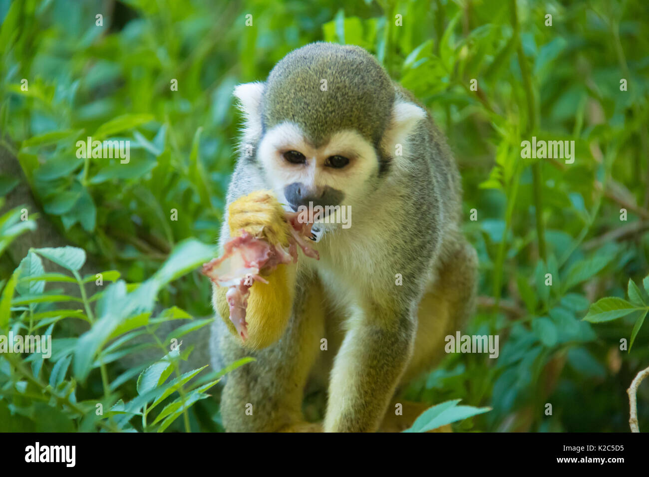 Squirrel Monkey Sitzen in einem Busch, den Verzehr von frischem getötet Taube in der Hand Stockfoto