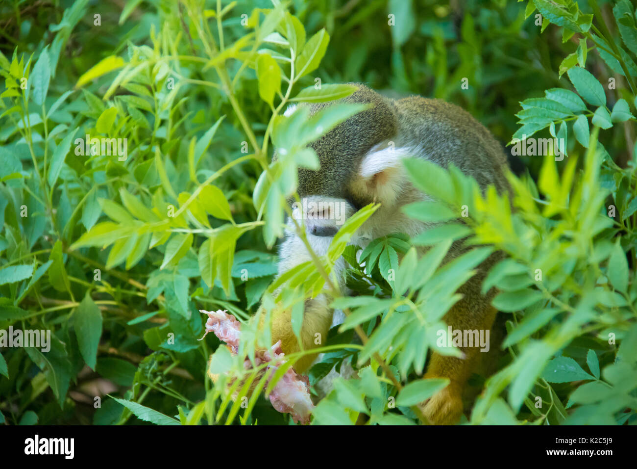 Squirrel Monkey auf frischen getötet Taube in der Hand Stockfoto