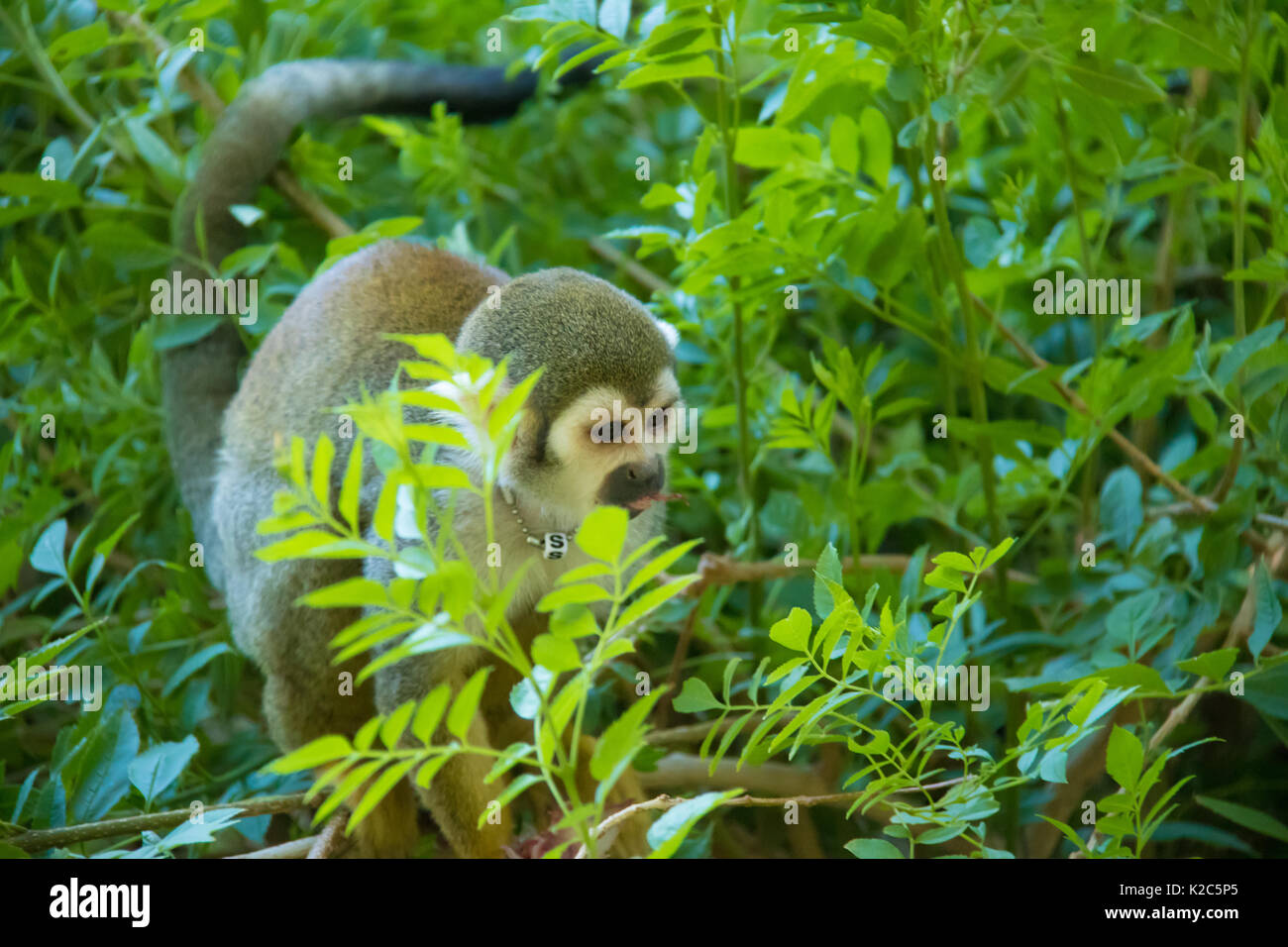 Squirrel Monkey Sitzen in einem Busch mit Biss Seiner frisch gefangenen Taube Snack Stockfoto