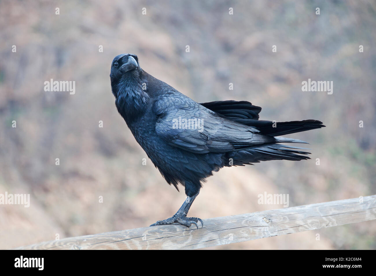 Schöne schwarze Krähe beobachtet. Stockfoto