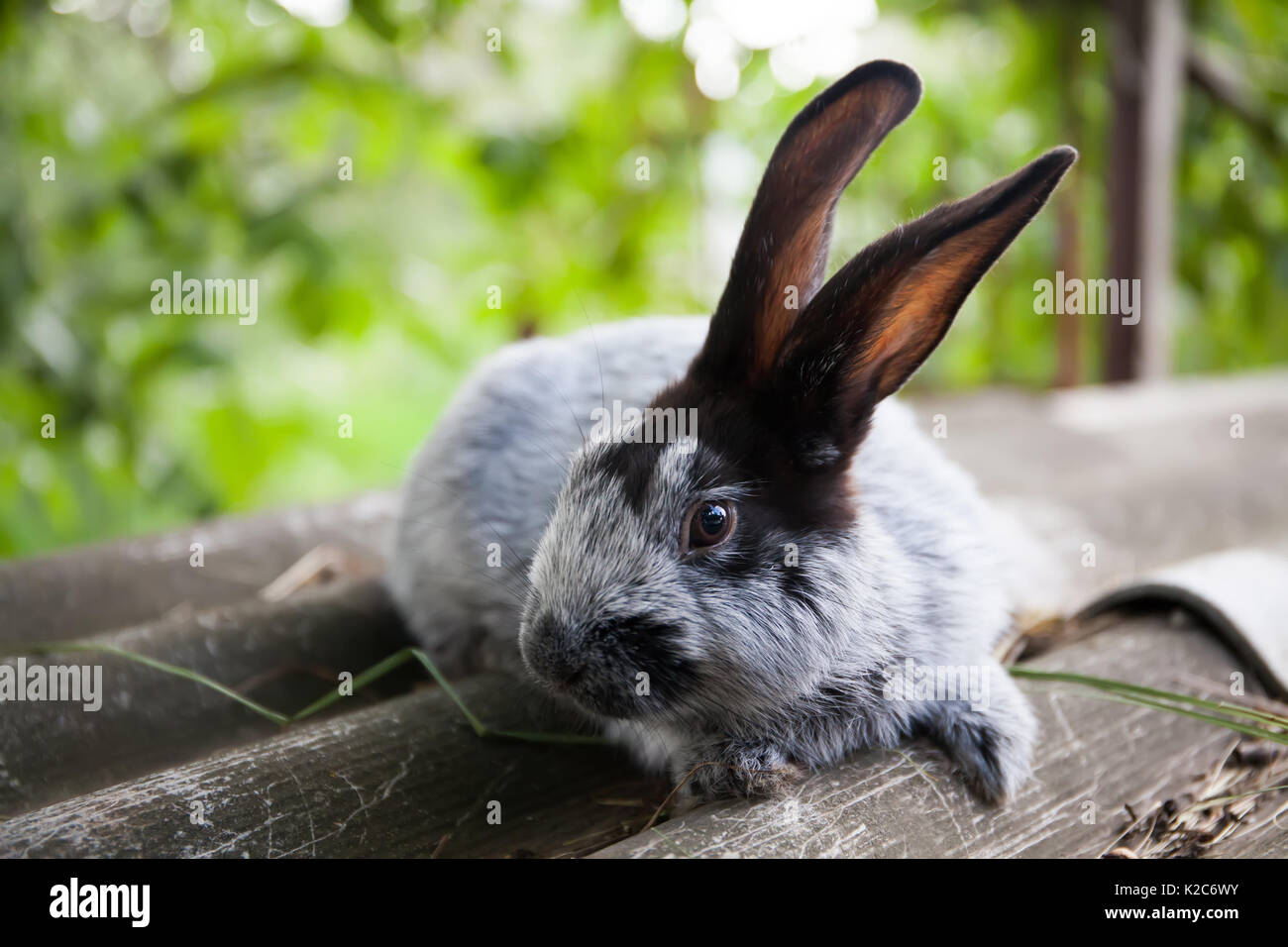 Silber Blau Rasse Von Kaninchen Mit Schwarzen Ohren Geringe Tiefe Feld Soft Focus Stockfotografie Alamy