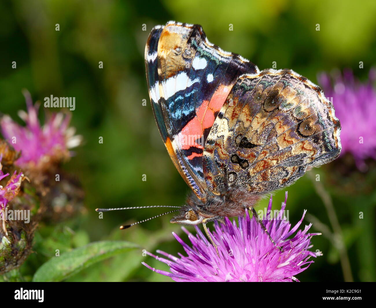 Red Admiral auf Flockenblume Stockfoto
